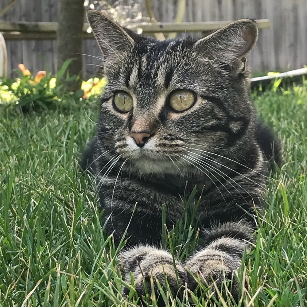 Meet your Posher, Dusty